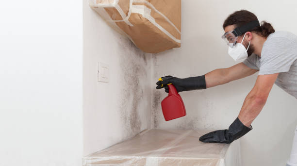 Professional Mold Remediation technician working in Islandia, NY